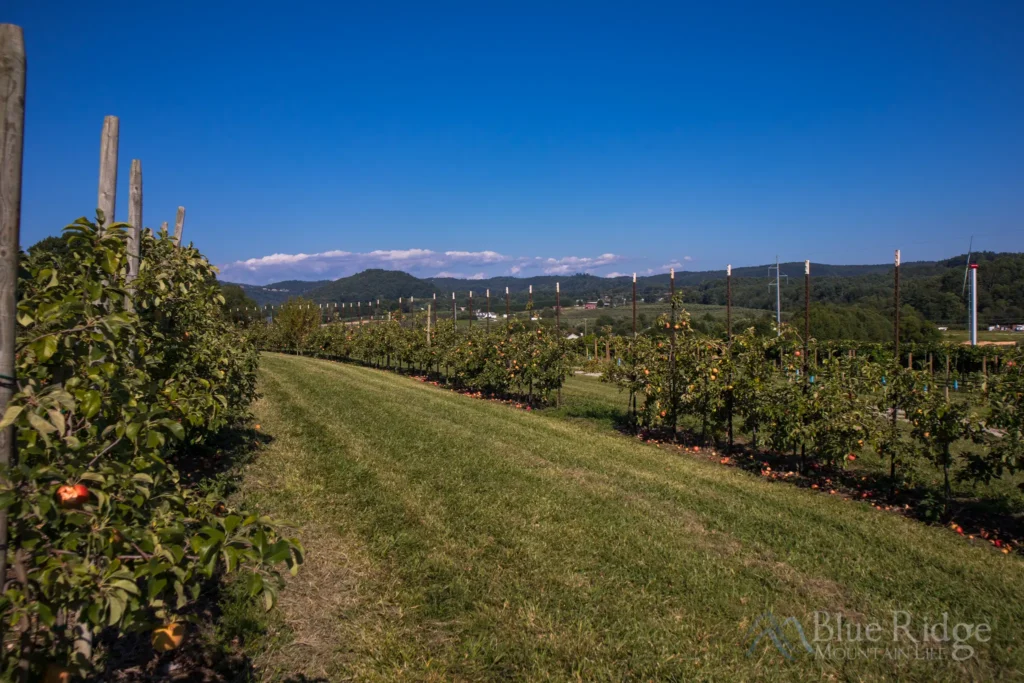 Hendersonville, North Carolina Family Getaway – Apple orchard with ripe apples and scenic mountain backdrop, perfect for family adventures