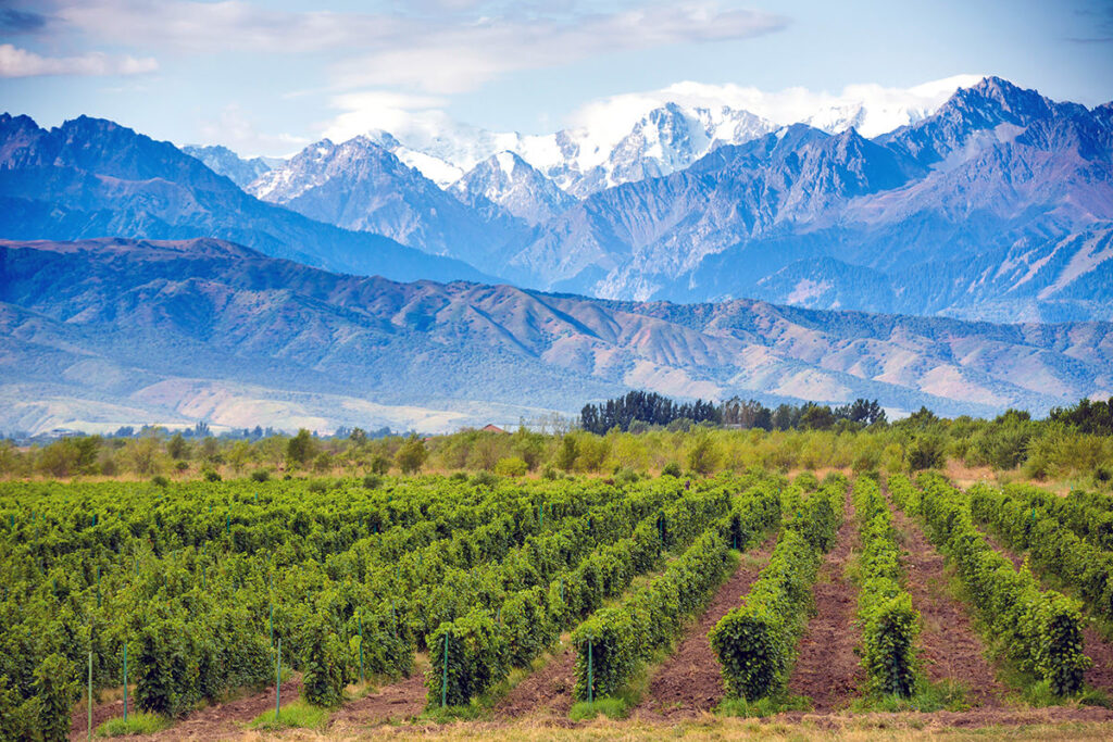 Mendoza Argentina travel guide - panoramic view of Andes behind vineyard rows