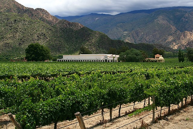 Sisterdale Texas Travel Guide – Rolling vineyards and oak trees under a golden Hill Country sunset