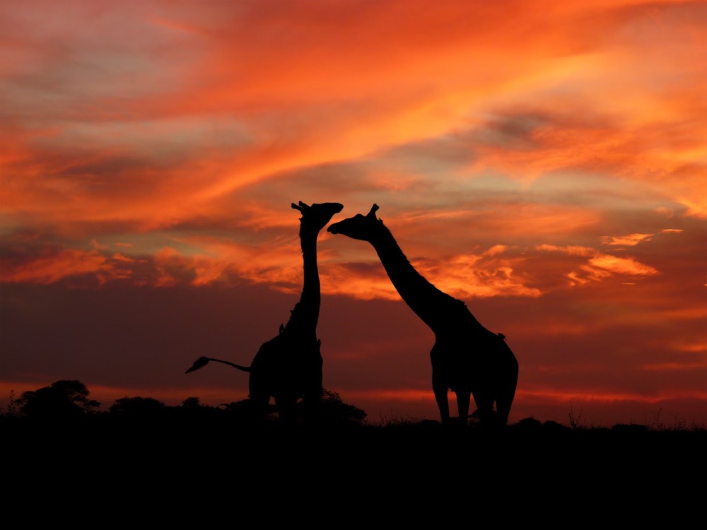 Sunset silhouette of a couple during one of the best Kenya safari tours for couples