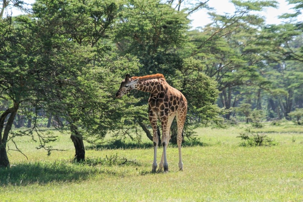 Sustainable lodge during Kenya Big Five Safari