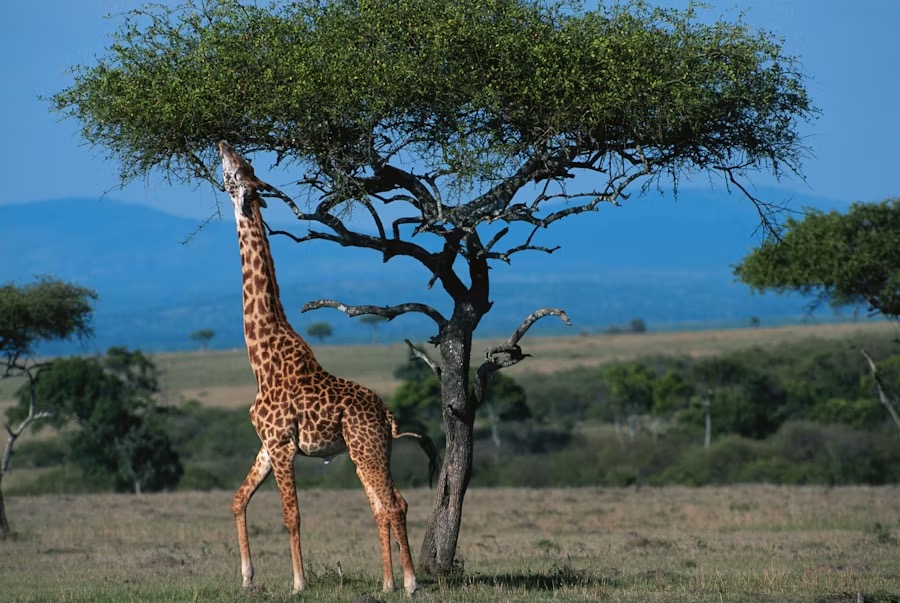 Packing essentials for a Kenya Big Five Safari