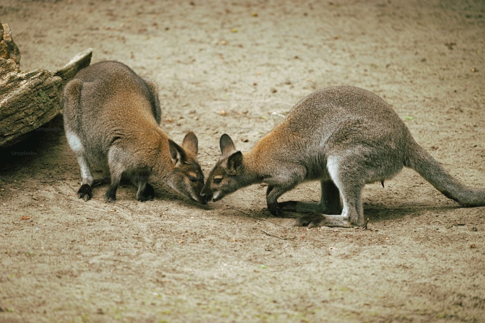 Family visiting one of the best wildlife parks Melbourne with kangaroo feeding experience