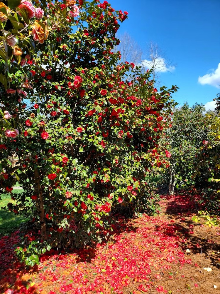Fall foliage New England apple picking in autumn