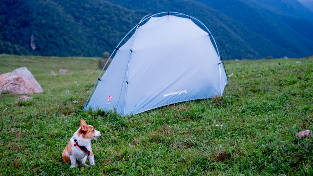 Pet friendly travel Australia – Dog sitting near a tent on a pet friendly camping site in Australia