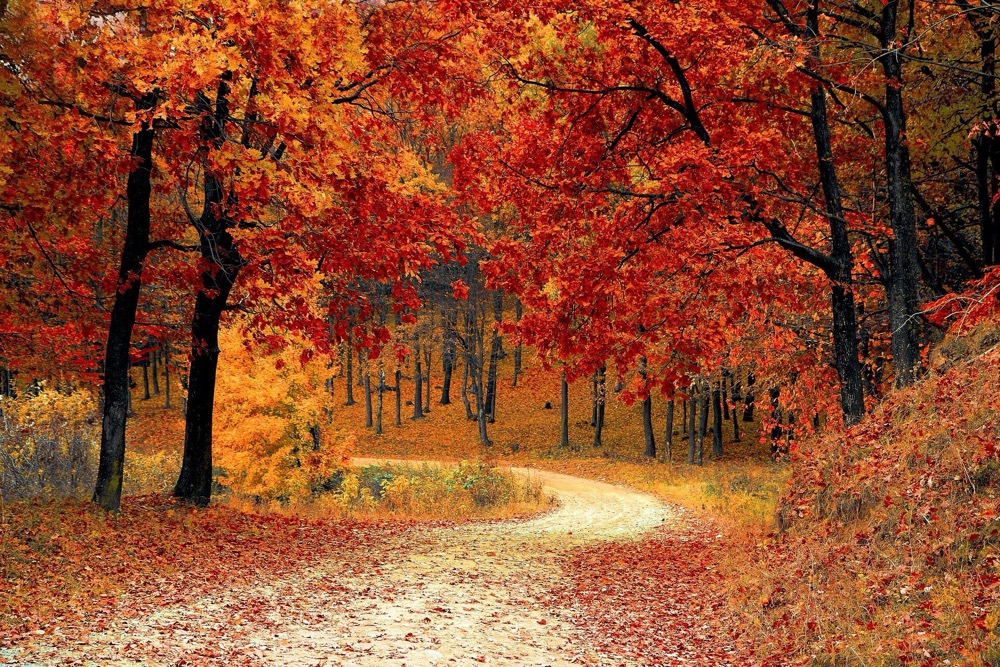 Fall foliage Quebec maple syrup harvesting