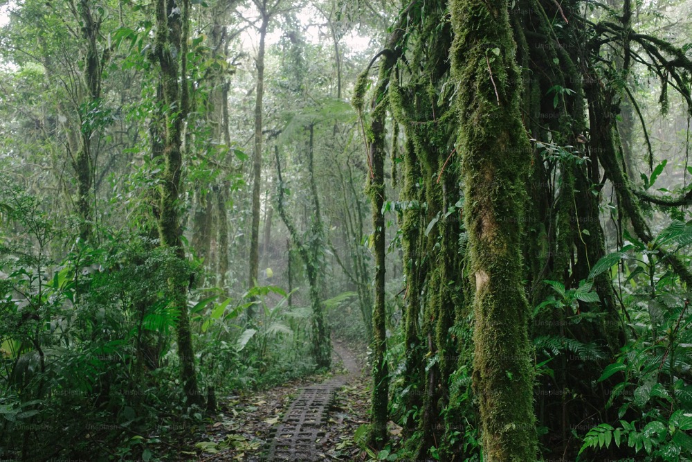 Tarkine Wilderness in Tasmania - best off-the-beaten-path hikes in Australia