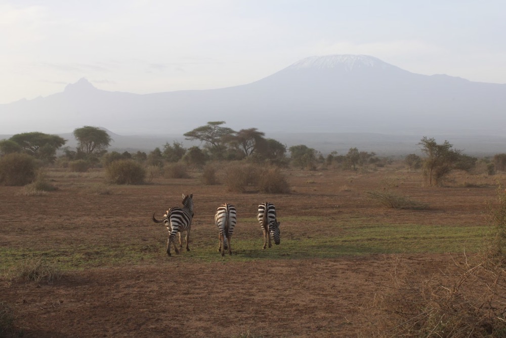 Trusted guide on Kenya Big Five Safari