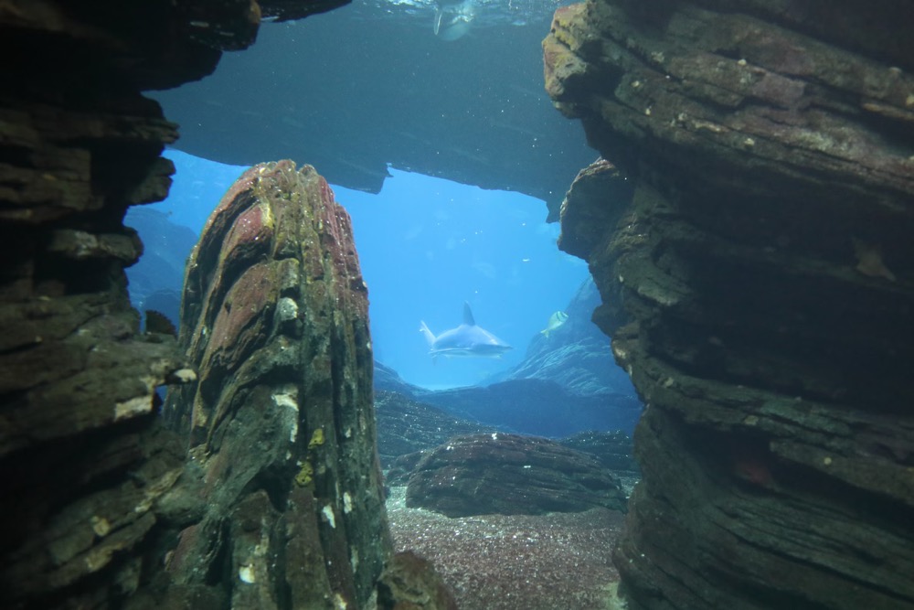 Shark cage diving in Port Lincoln - top adventure activities in Australia for thrill seekers
