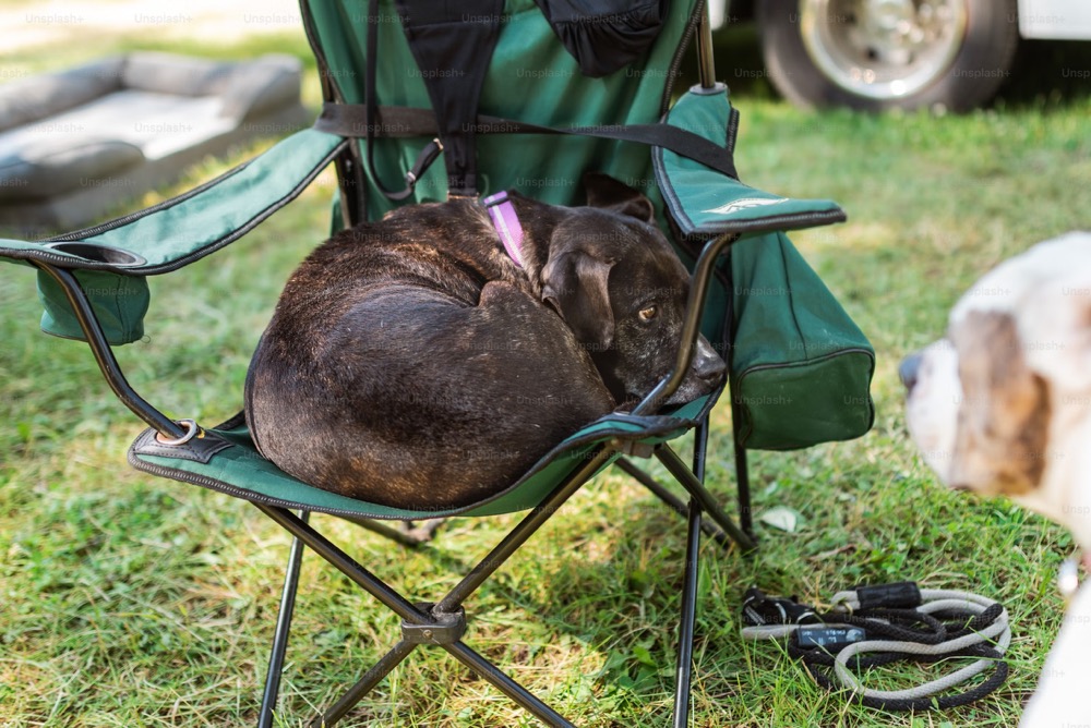 Pet friendly travel Australia – Cozy cabin stay suitable for pets in the Australian countryside