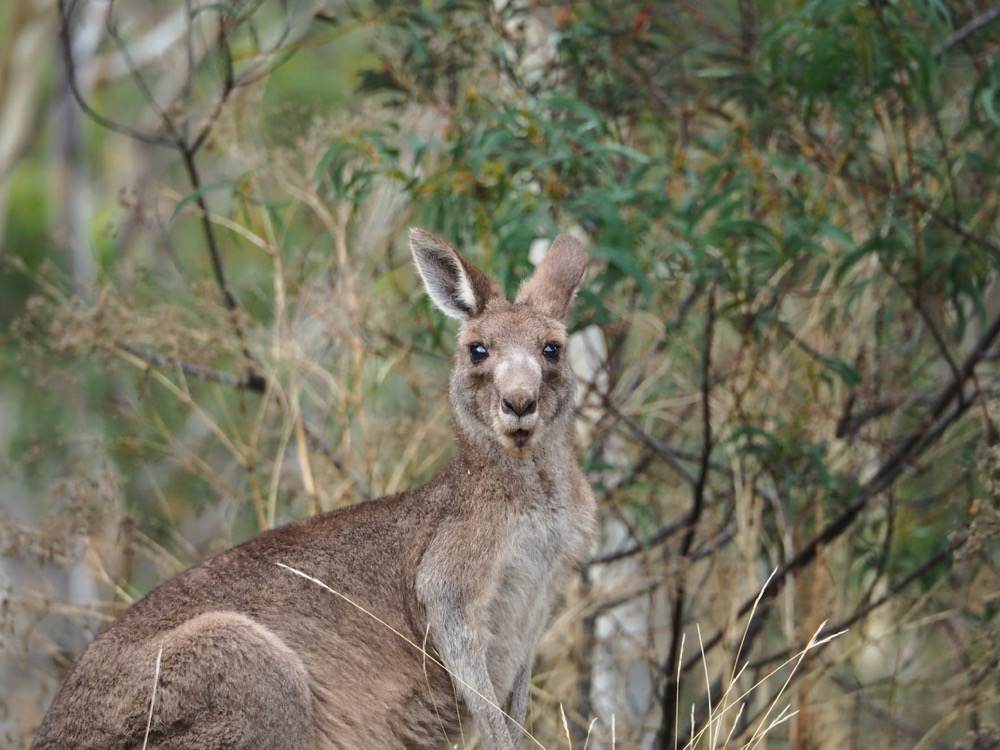 Kangaroo at Healesville Sanctuary in one of the top wildlife parks Melbourne travelers love