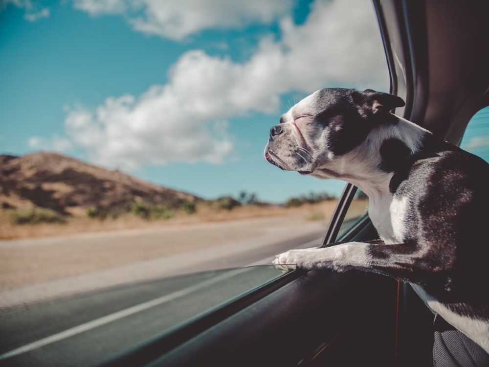 Pet friendly travel Australia – Dog looking out from car window during road trip across Australia