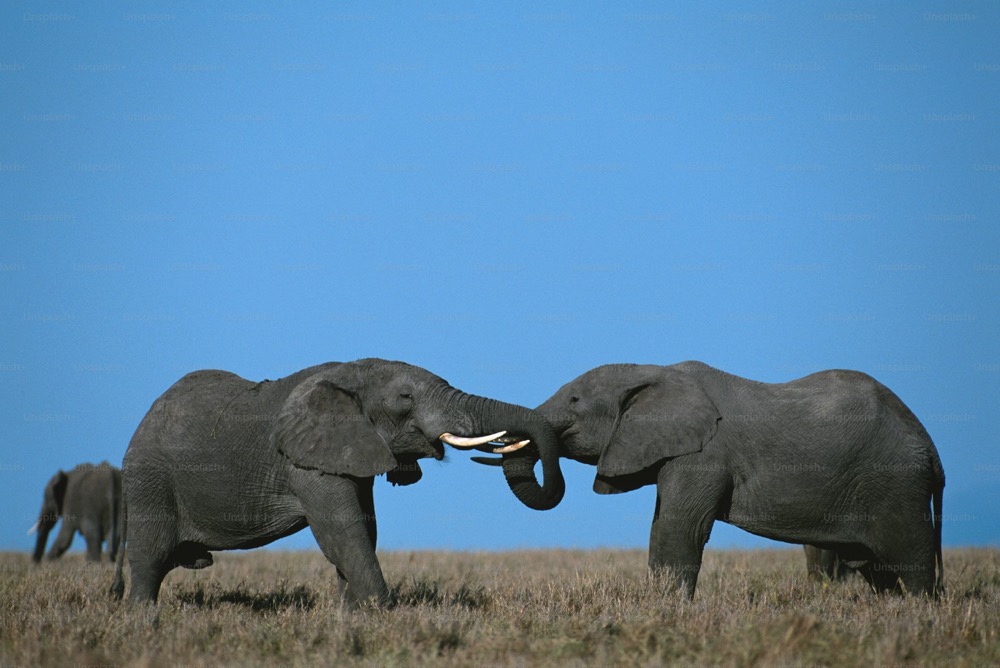 best Kenya safari tours for couples