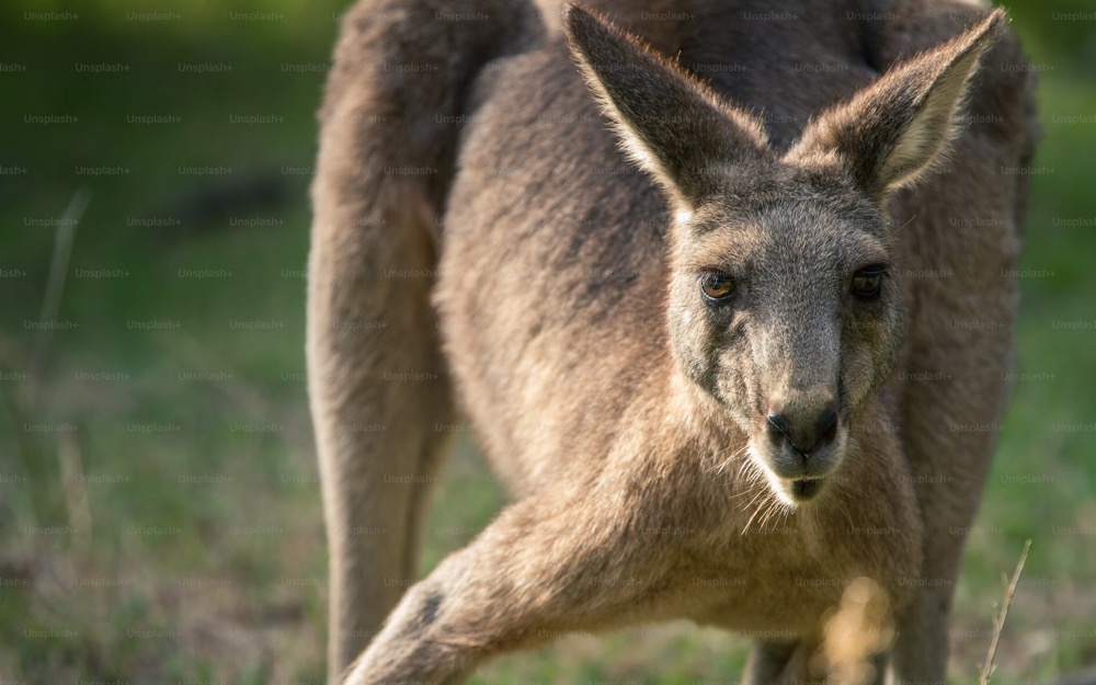 Night wildlife encounter at Moonlit Sanctuary, a unique spot among wildlife parks Melbourne offers