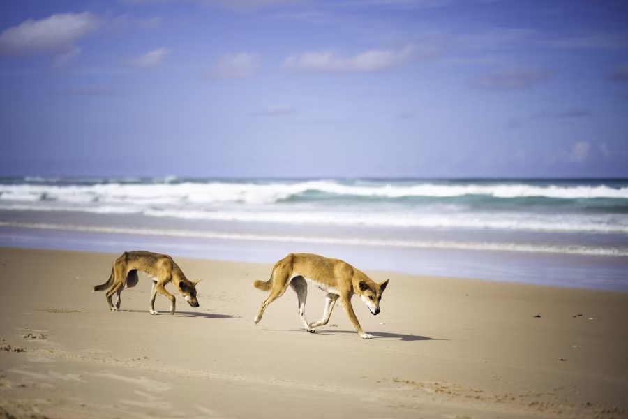Pet friendly travel Australia – Dog enjoying a walk on a beach in Australia
