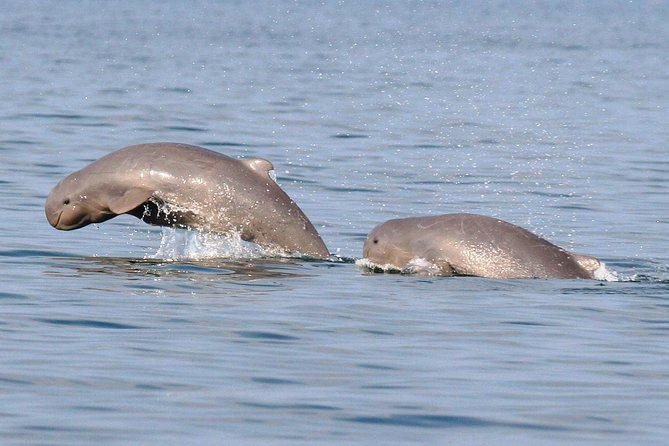 Irrawaddy dolphin jumping in Mekong River β hidden gems in Cambodia 2025