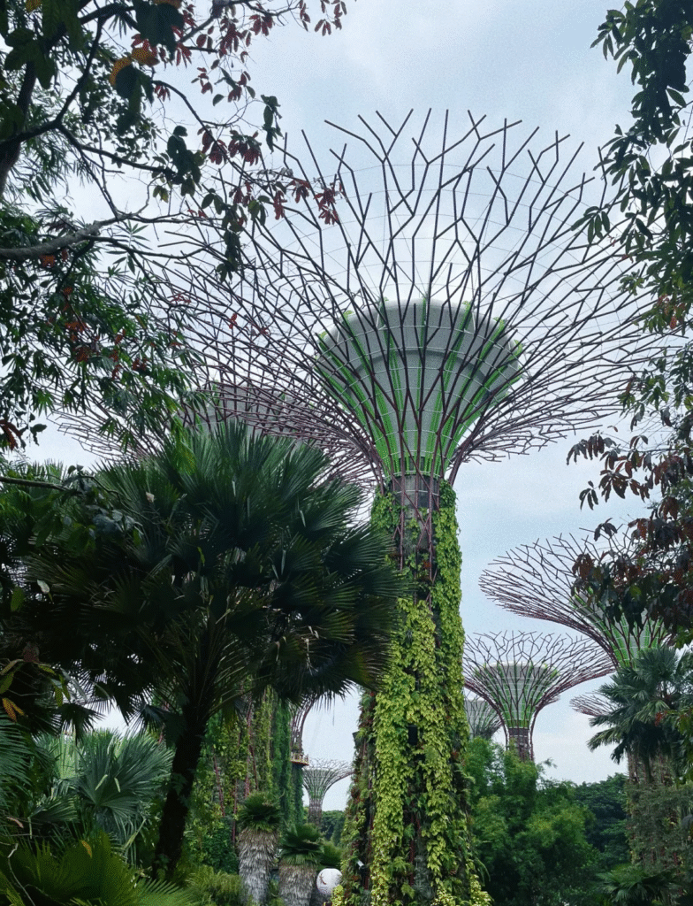 Supertree Grove in Gardens by the Bay – 5-day itinerary Singapore city 2025
