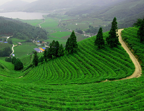 Jaflong tea garden hills β Best one-week trip to Sylhet Bangladesh
