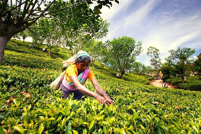 Tea plantations in Nuwara Eliya β budget-friendly 5-day trip to Sri Lanka