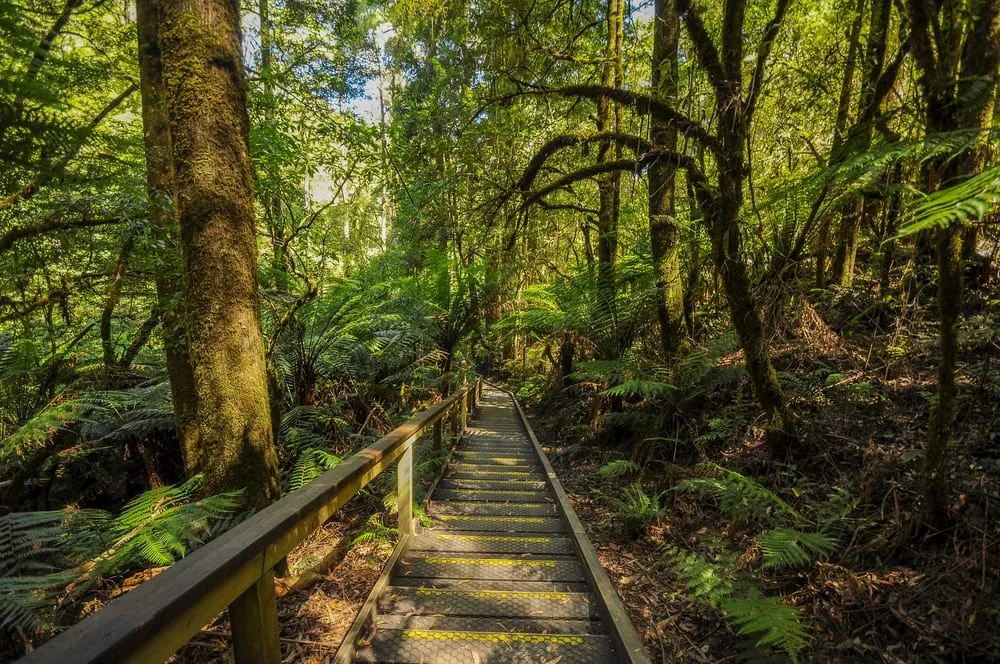 Kafe Koala in Kennett River – local café and wildlife hotspot, a charming hidden gem Great Ocean Road.