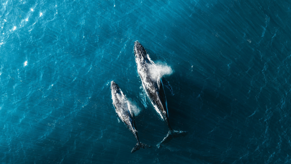 Whale watching in Australia along the scenic coast