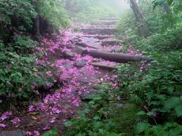 4-day August trip guide to Asheville β Craggy Gardens in bloom