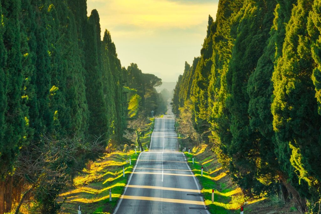 Bolgheri 5 Day Itinerary showcasing cypress-lined roads,