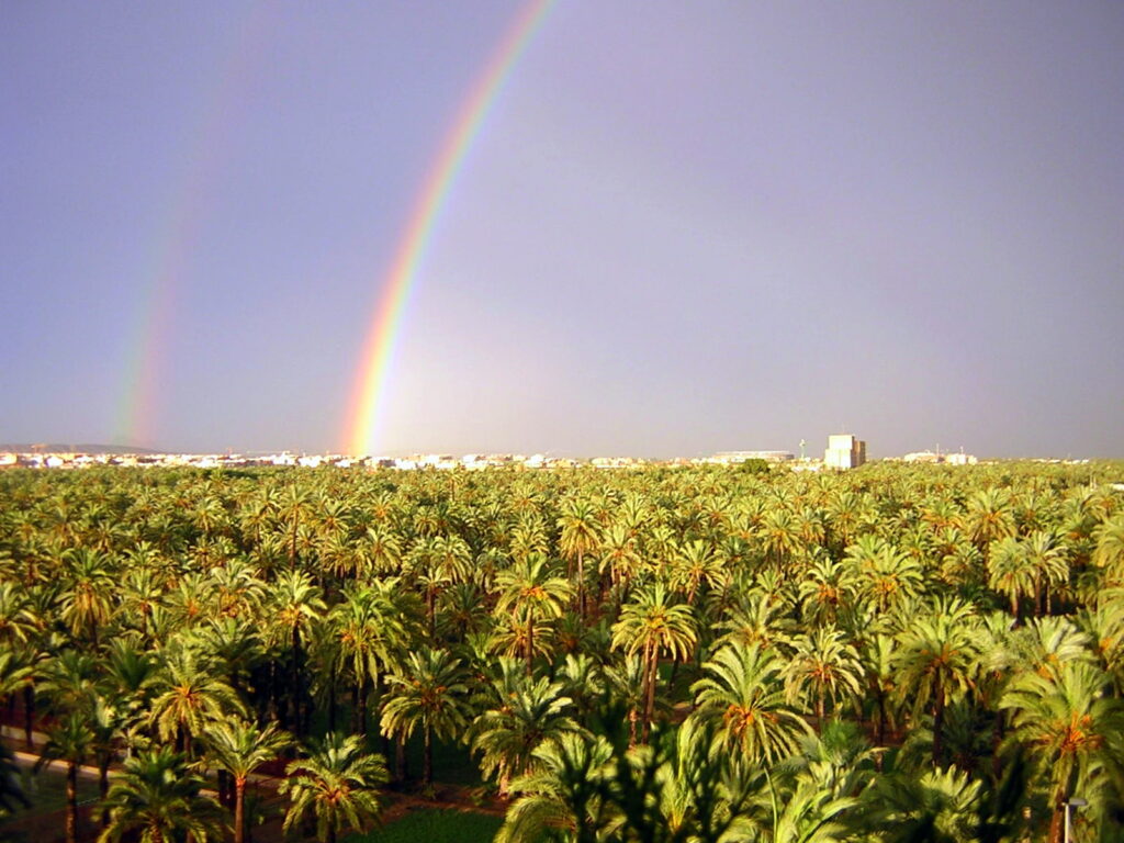 A panoramic view of Elche, Spain featuring its historic palm groves, the Basilica of Santa MarĆa, and Mediterranean lightāideal for an Elche Spain travel guide.