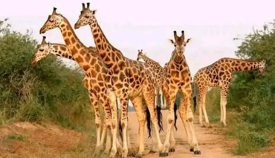 Juba cultural travel itinerary 2025
